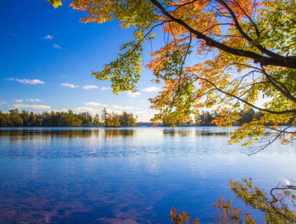 Surface of a freshwater lake located in Ludington State Park. The shot is framed by a beautiful maple tree in full autumn colors.