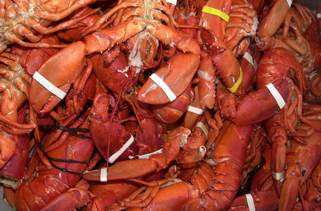 395448 10: Some of the 32,000 lbs of Maine lobster served during the Port Of Los Angeles Lobster Festival sits October 05, 2001 in San Pedro, CA. 