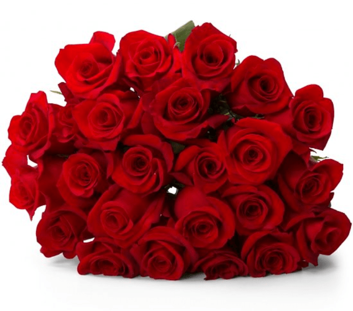 long stemmed red roses