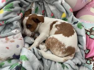 sleeping dog surrounded by blankets