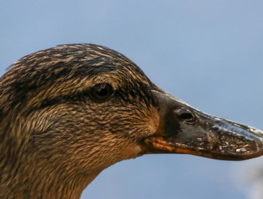 Adventurous Duck Takes a Spin on Cedar Point Roller Coaster