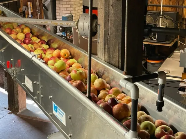 apples in a trough heading to a chopper to make apple cider