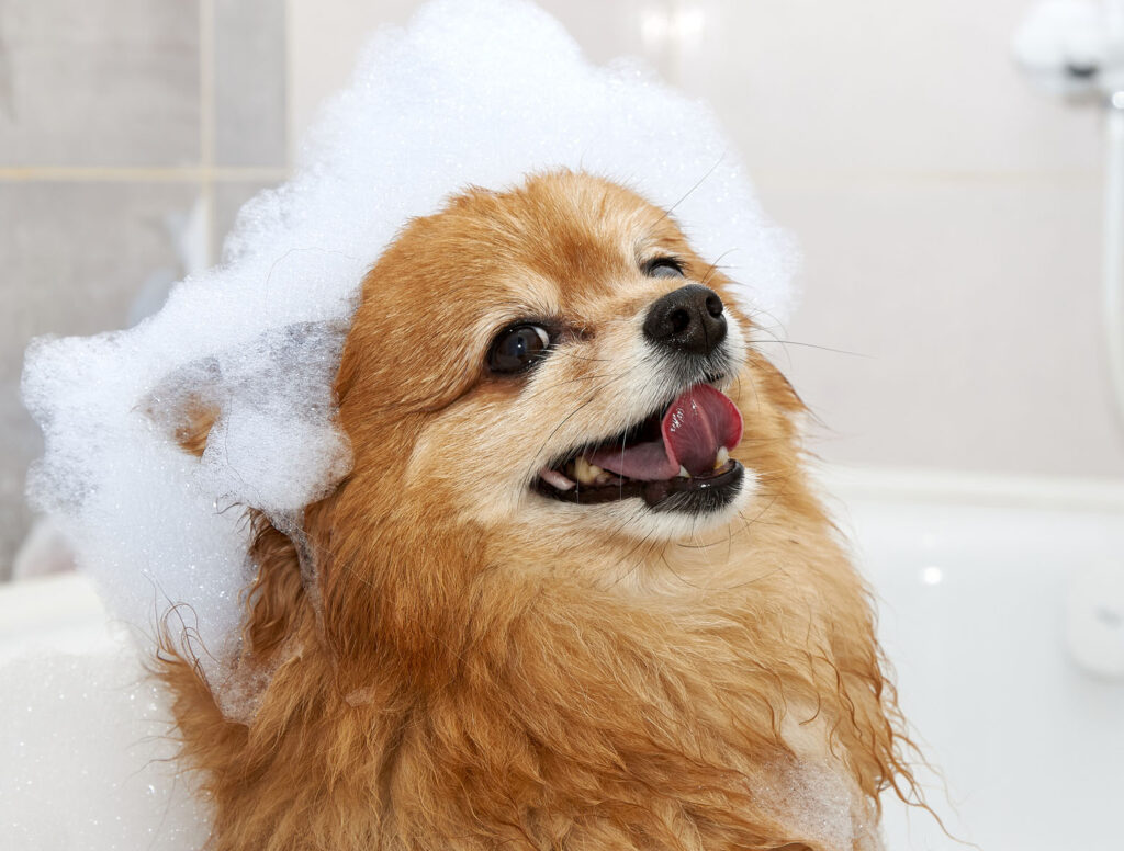 Pumpkin Spice Too Much Feature Image 2023 dog shampoo