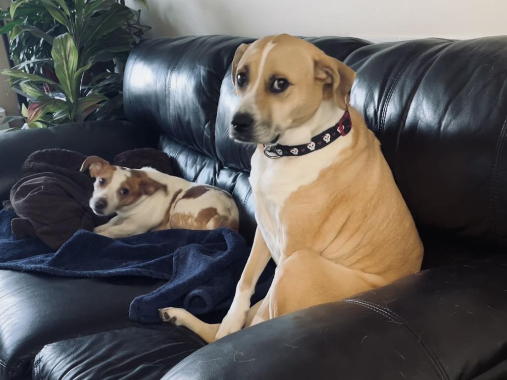 two dogs on a couch at a radio DJ's house. The picture is part of her at-home work blog