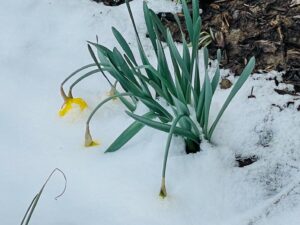 daffodil flowers in the snow - a picture from the at-home work blog of a radio DJ